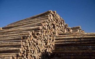 俄羅斯或?qū)⑷娼箤?duì)華出口木材，背后原因及對(duì)建筑材料行業(yè)的影響